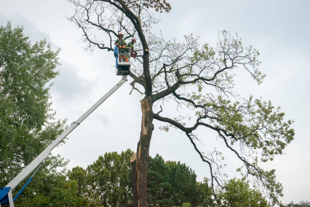 Desert Palms, CA Tree Services Company